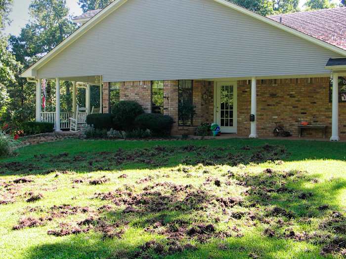 Texas front lawn, post-pig intrusion.